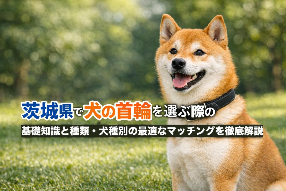 茨城県で犬の首輪を選ぶ際の基礎知識と種類・犬種別の最適なマッチングを徹底解説